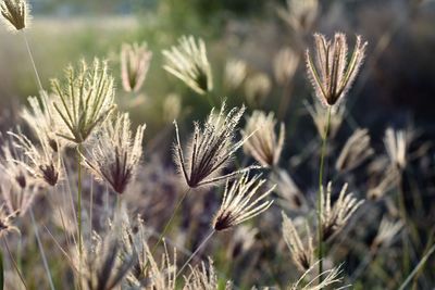 Close-up of dried plant on field