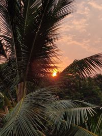 Palm trees against sky during sunset