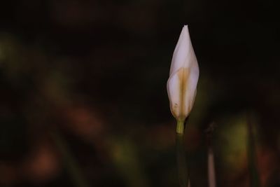 Close-up of flower blooming outdoors