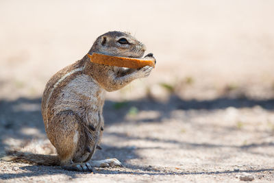 Close-up of squirrel eating while standing on field