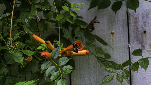 Close-up of insect on plant