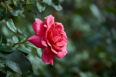 Close-up of pink rose