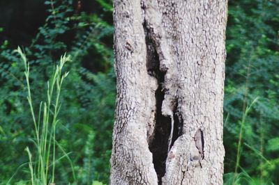 Close-up of lizard on tree trunk