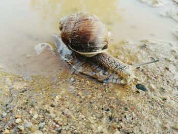 High angle view of snail on shore