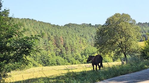 Cows on road by trees against sky