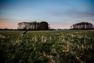Scenic view of field against sky at sunset