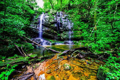 Scenic view of waterfall in forest