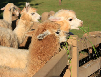 Alpaca in farm