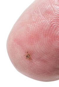 Close-up of insect on hand against white background