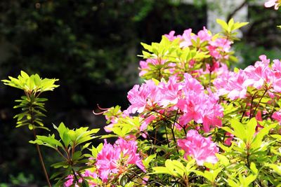 Close-up of pink flowering plants