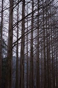 Low angle view of trees in forest