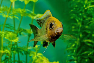 Close-up of fish swimming in sea