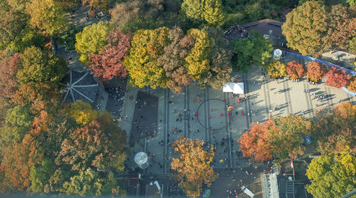 Autumn trees in city