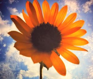 Close-up of flower against sky