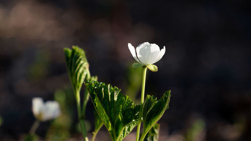 Close-up of white flowering plant