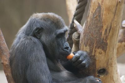 Monkey sitting on a tree