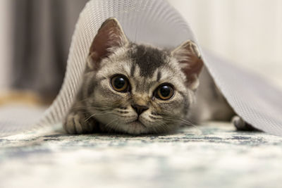 Close-up portrait of kitten