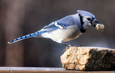 A bluejay finds a peanut on a frozen backyard bird bath