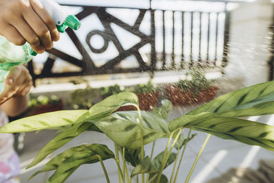 Girl spraying water on plant