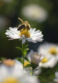 Close-up of bee pollinating on flower