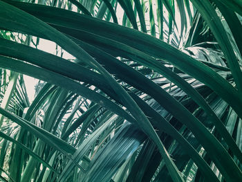 Low angle view of palm tree leaves