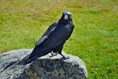 Bird perching on rock