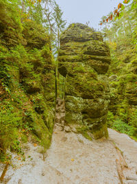 Plants and rocks in forest