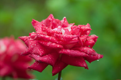 Close-up of wet red rose blooming outdoors