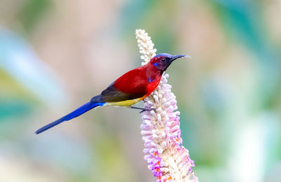 Colorful bird perching on flower buds