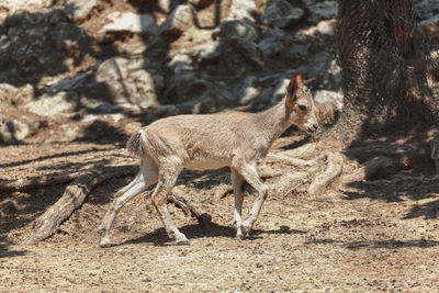 Young deer animal . cute baby wild animal