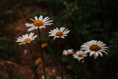 Close-up of white daisy flowers