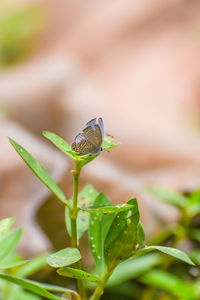 Close-up of butterfly pollinating on flower