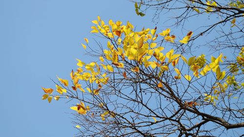 Low angle view of yellow tree against clear blue sky