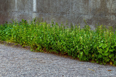 Plants growing by wall