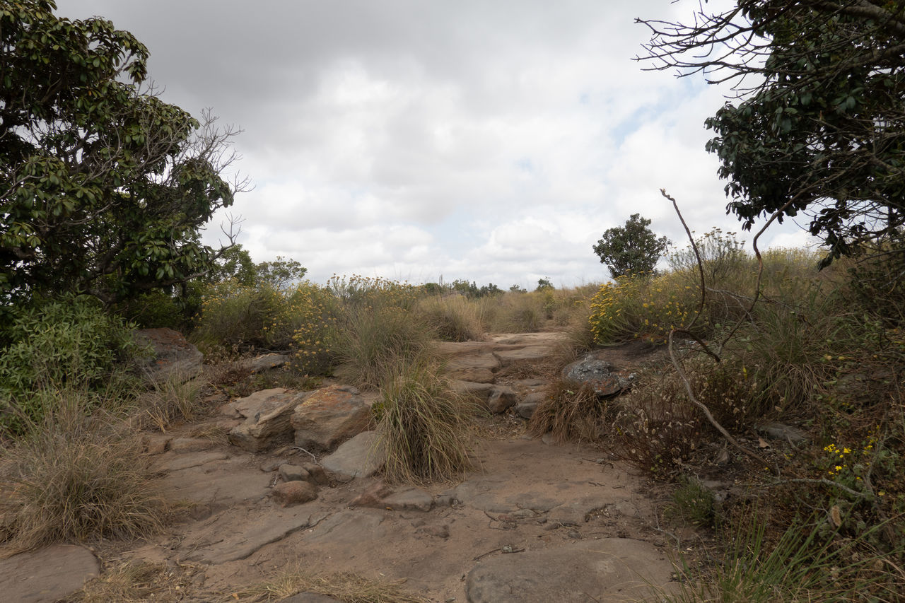 plant, tree, cloud, sky, natural environment, environment, nature, soil, landscape, land, wilderness, no people, rural area, scenics - nature, beauty in nature, outdoors, non-urban scene, forest, hill, day, tranquility, growth, trail, overcast, rock, grass, sand, travel, travel destinations, desert