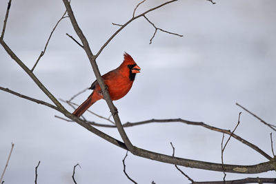 Low angle view of cardinal perching on branch