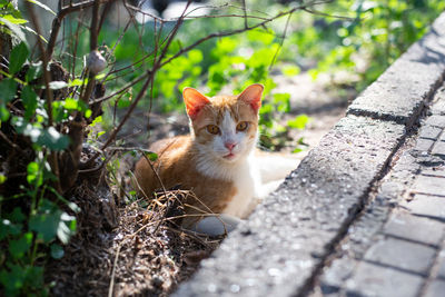 Portrait of cat sitting outdoors