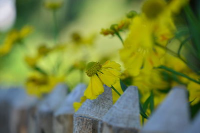 Close-up of yellow flowering plant