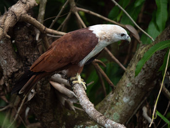 Close-up of bird perching on tree