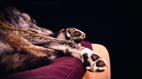 Close-up of dog sleeping on sofa against black background