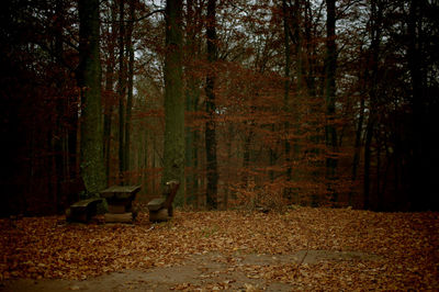 Trees in forest