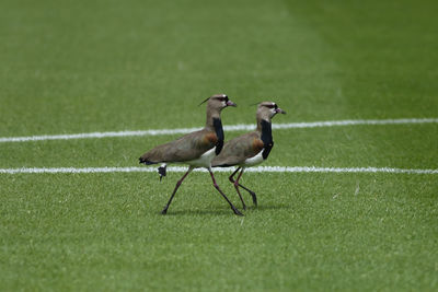 Flock of birds on grass