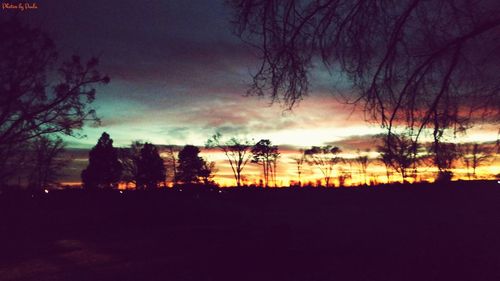 Silhouette of bare trees at sunset