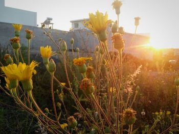 Close-up of yellow flowers