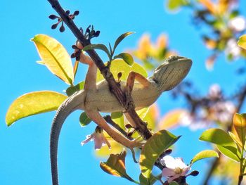 Low angle view of gecko standing on branch