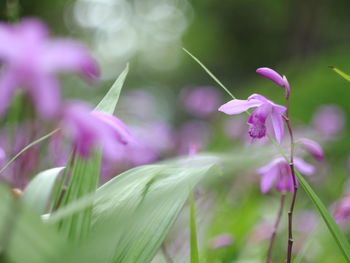 Close-up of pink flowering plant