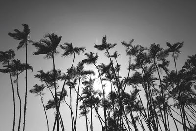 Low angle view of trees against sky