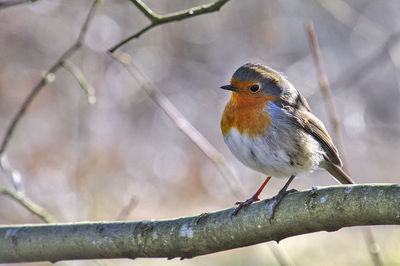 Close-up of bird perching on branch