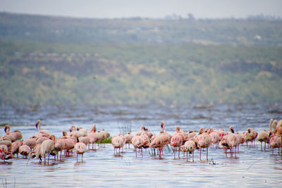 Flock of birds in lake