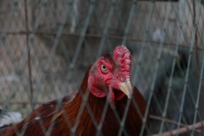 Close-up of rooster